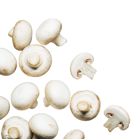 Mushroom png transparent
