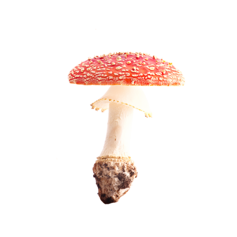Red mushroom png
