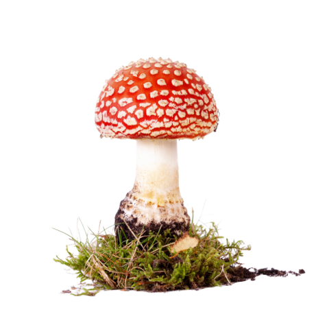 Red mushroom png transparent