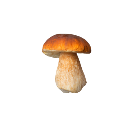 Red mushroom png background