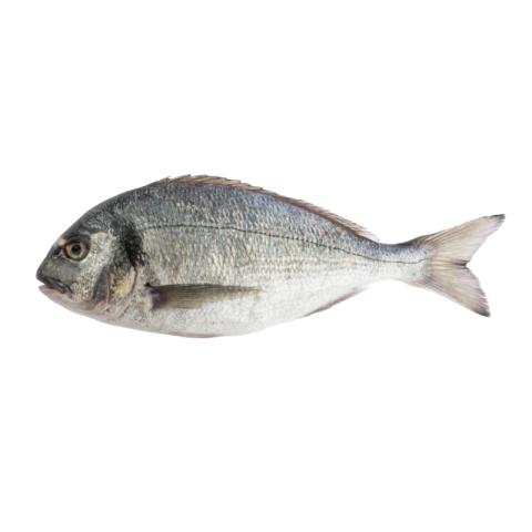 Fish png