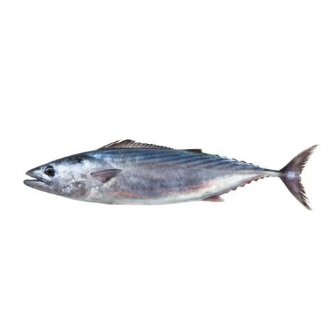 Transparent fish png