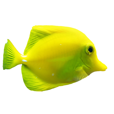 Sea fish images png