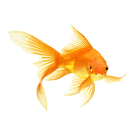 Goldfish png transparent