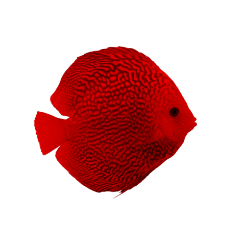 Red Fish Transparent image