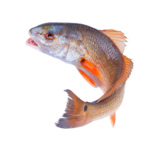 Red fish png transparent