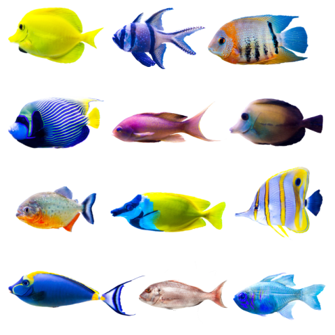 Transparent fish png