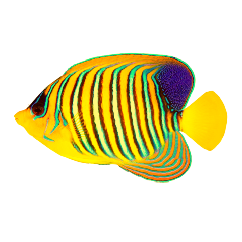 Ocean fish png