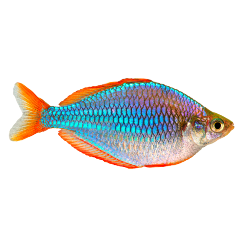 Ocean fish png free