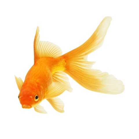 Golden fish png