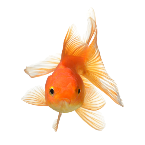 Golden fish png free download