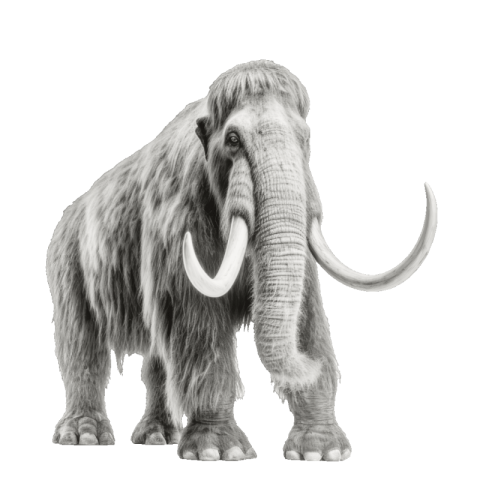 Mammoth png background
