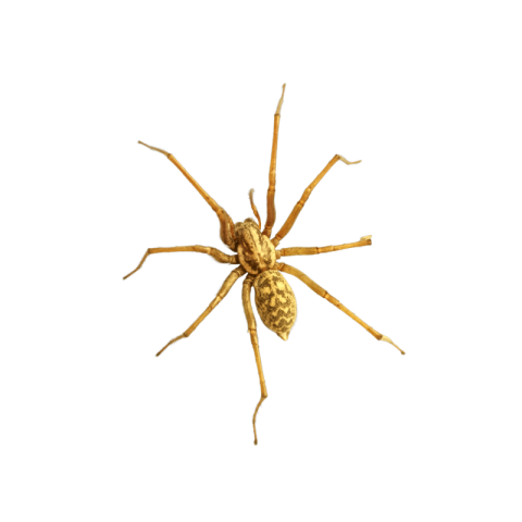 Spider png background