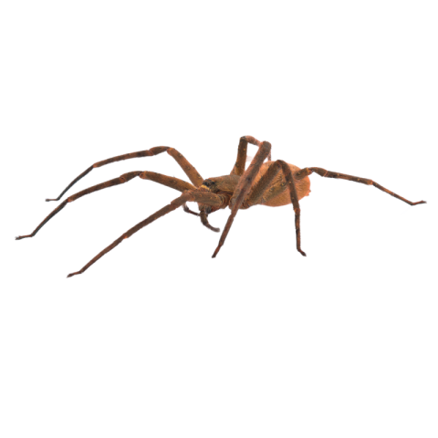 Spider png image transparent