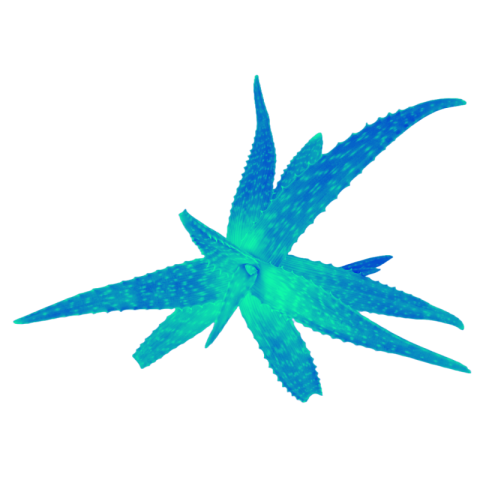 Aloe vera png transparent