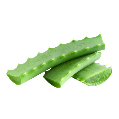 Aloe vera png image