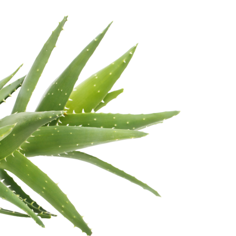 Aloe vera png free download