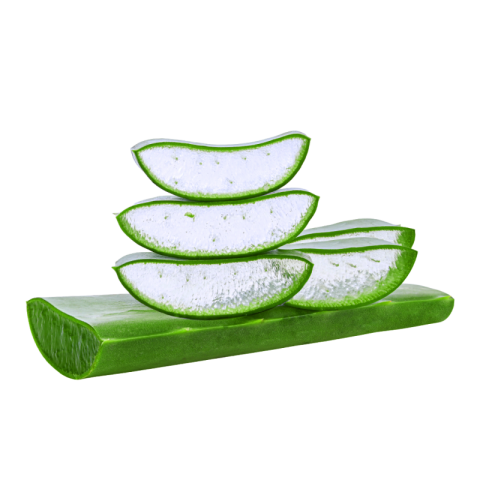 Aloe vera png hd