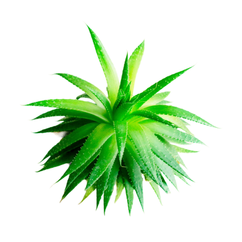 Plant aloe vera png