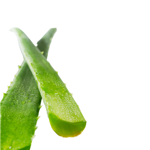 Original aloe vera png