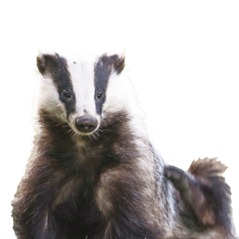 Honey badger png