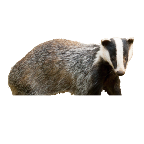 Badger png image