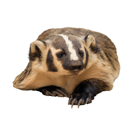Honey badger png image