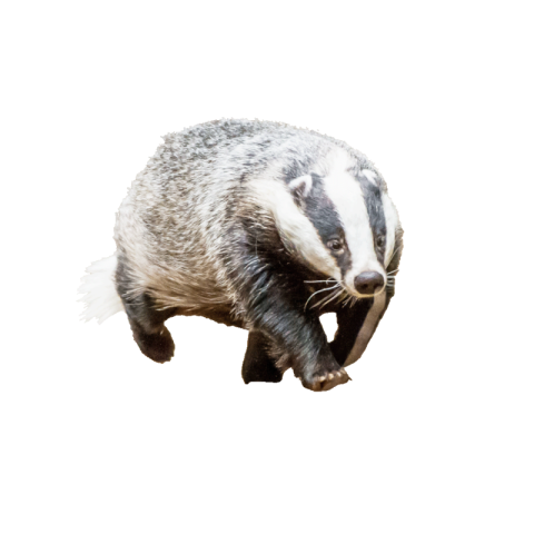 Badger png image free download