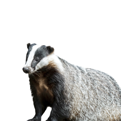 Badger png images free download