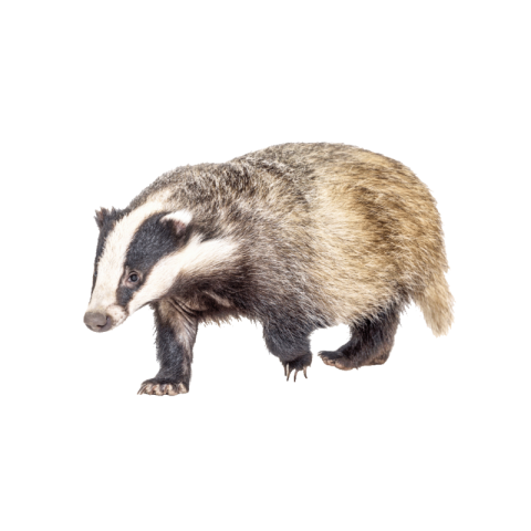 Badger png transparent free image