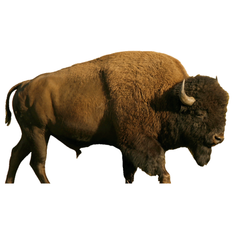 Bison png