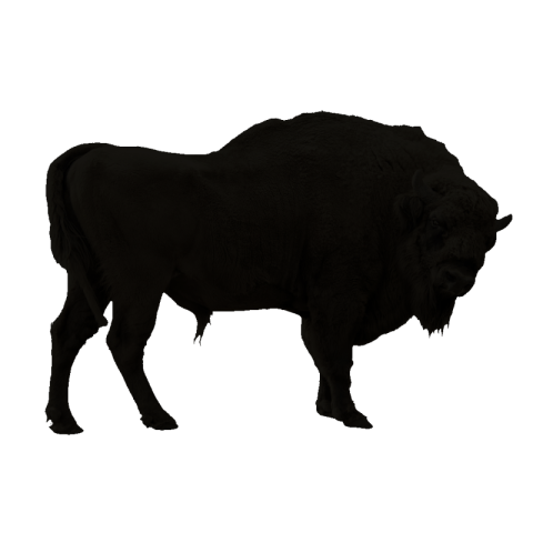 Bison png image