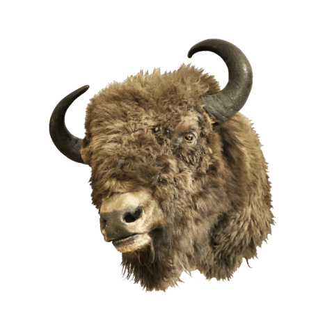 Bison head png