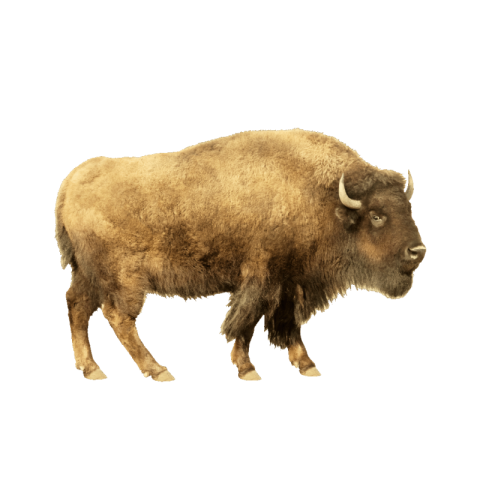 Bison png free download