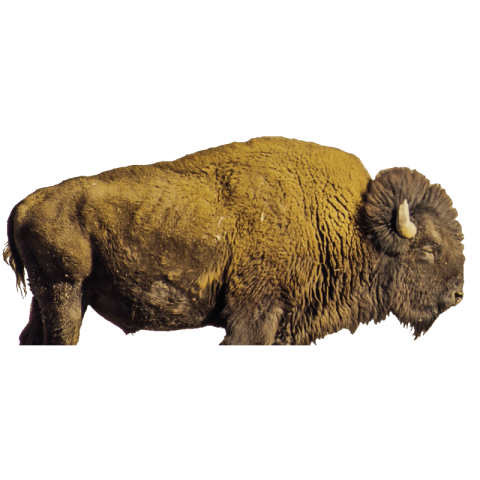 Bison png transparent image