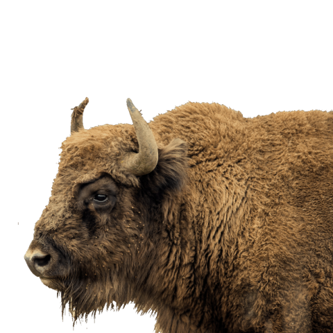 Bison side view png