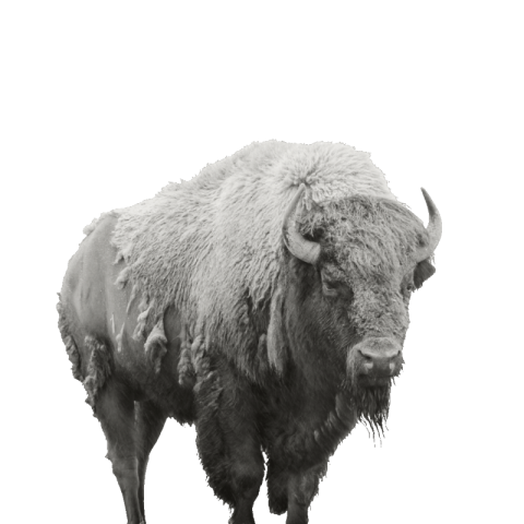 Bison png free download