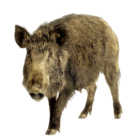 Boar png image