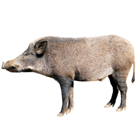 Wild boar png