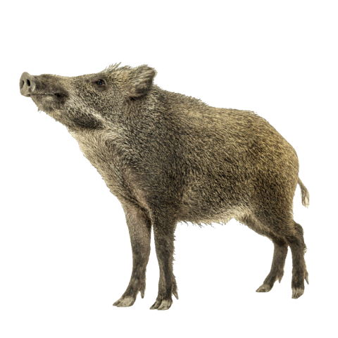 Wild boar png download
