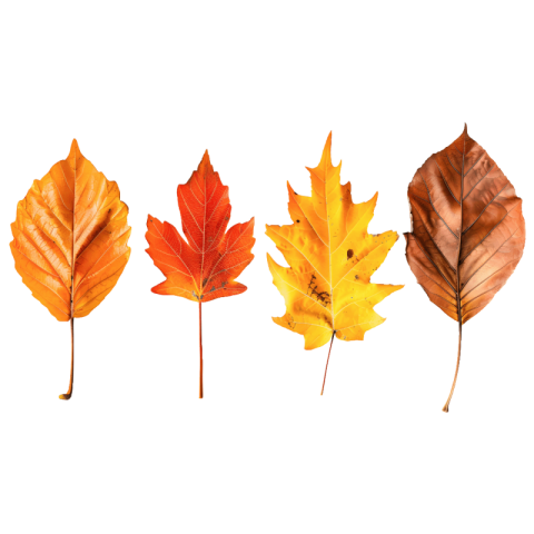 Autumn leaves png free