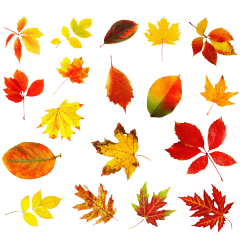 Autumn leaves png transparent