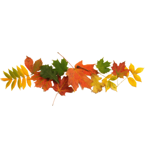 Autumn leaves png hd