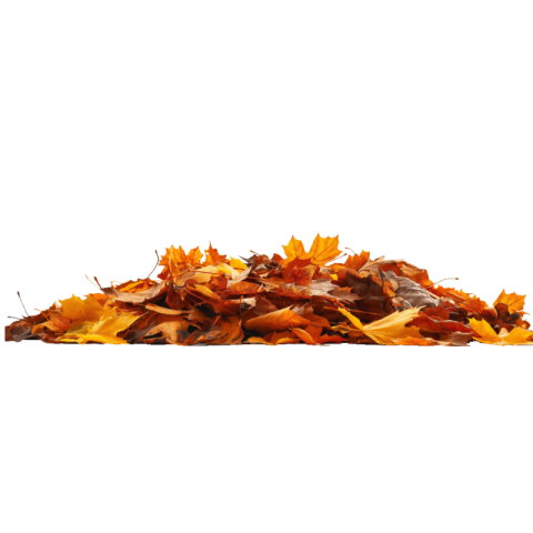 Autumn leaves png transparent