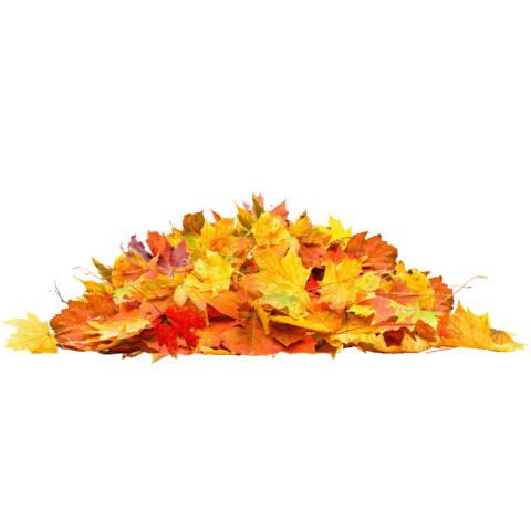 Autumn leaves png background