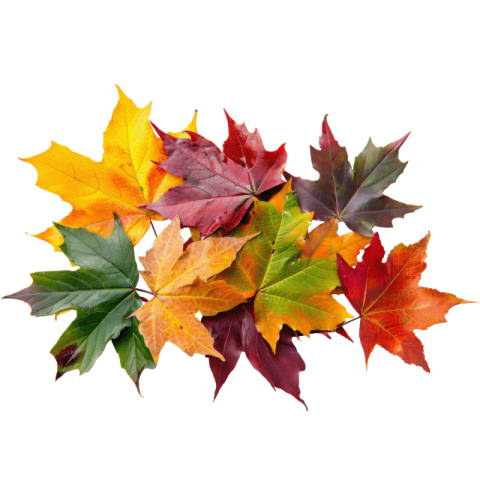 Autumn leaves png free