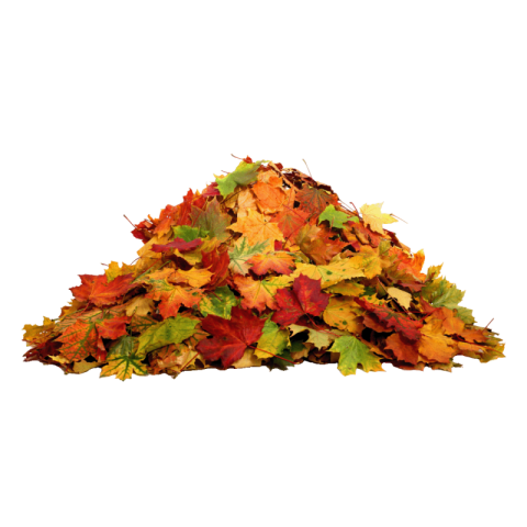 Autumn leaves png transparent free