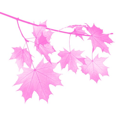 Fall leaves png image