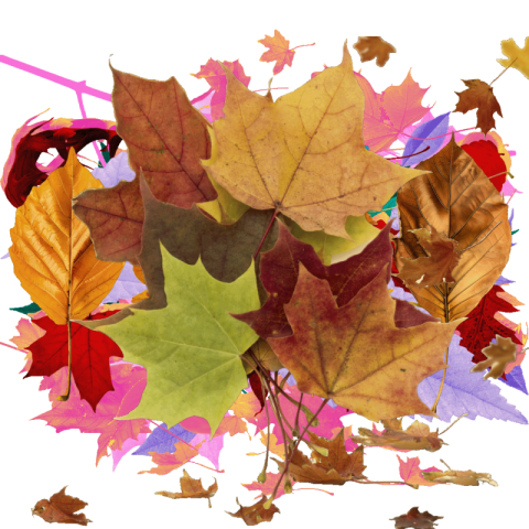 Leaves png images