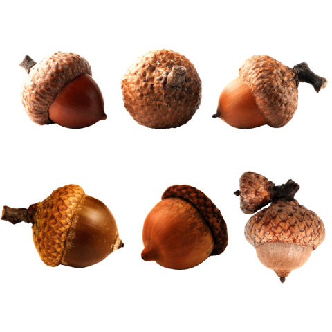 Acorn png transparent